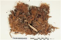 藏品(曲柄苔屬)的圖片